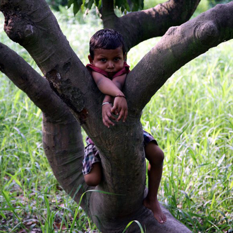 Ινδία, φρούτα λίτσι