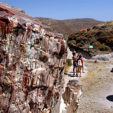 Απολιθωμένο Δάσος
