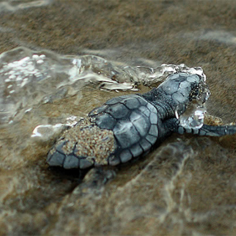 Θαλάσσια χελώνα
