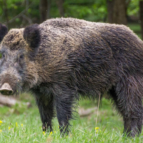 Αγριογούρουνο