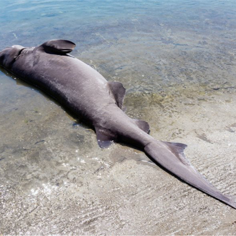 Καρχαρίας στη Ρόδο