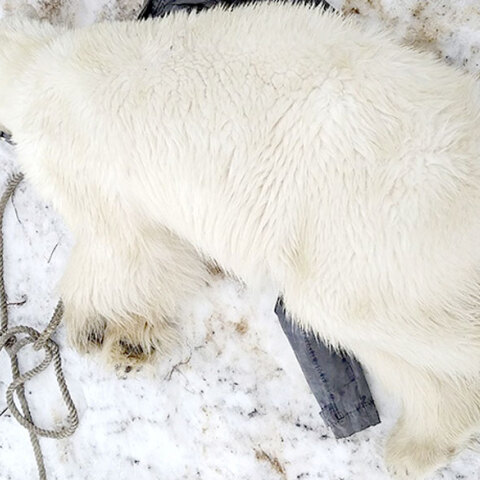 Πολική αρκούδα