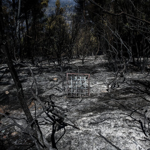 Δασική πυρκαγιά