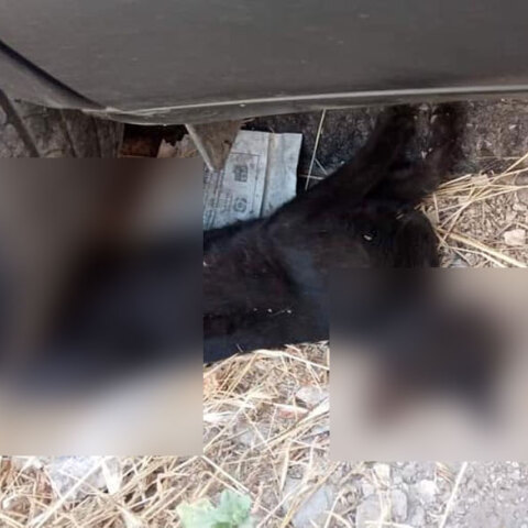 Οδηγός στην Πάτρα πάρκαρε το όχημα πάνω σε γάτα