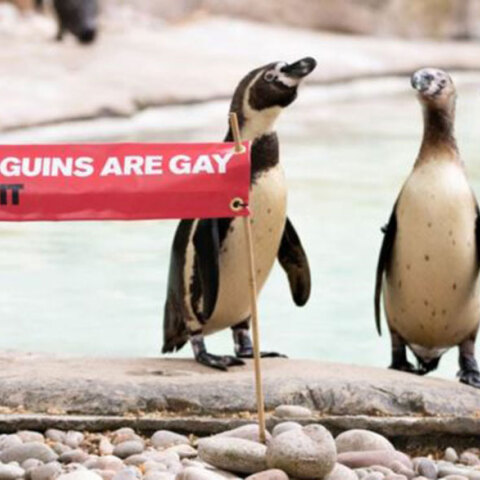 penguins-gay