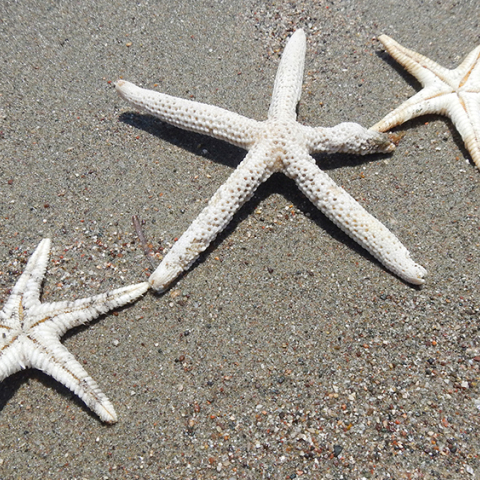 Αστερίες στην άμμο
