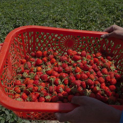 Καλλιέργειες φράουλας