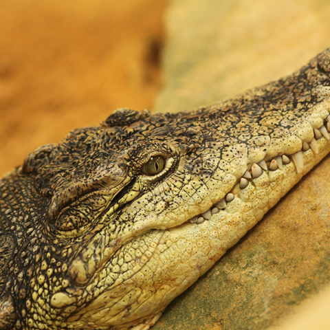 Κροκόδειλος