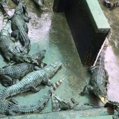 Φάρμα κροκοδείλων