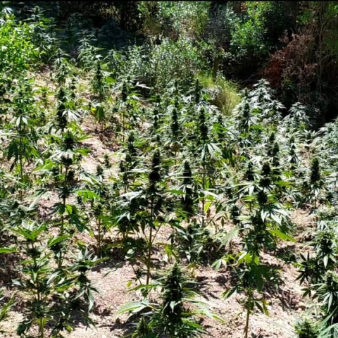 Φυτεία κάνναβης στην Οινόη Αττικής