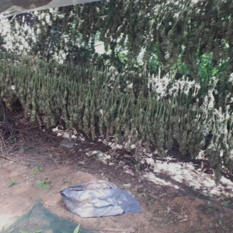 Φυτεία κάνναβης σε δύσβατο σημείο στα Χανιά