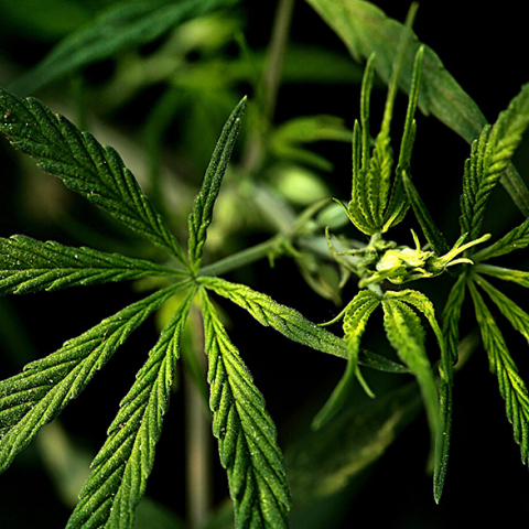 Φαρμακευτική Κάνναβη