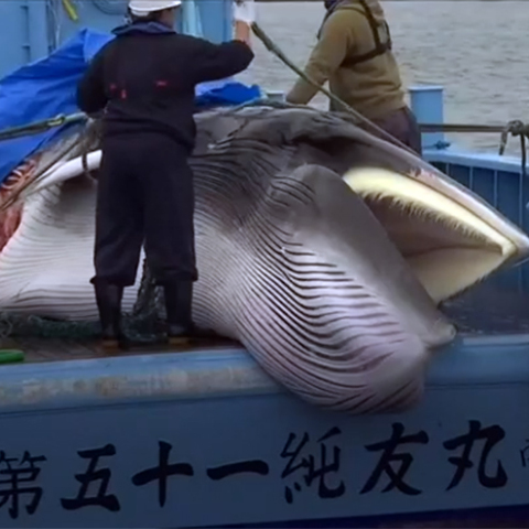 Φαλαινοθηρία