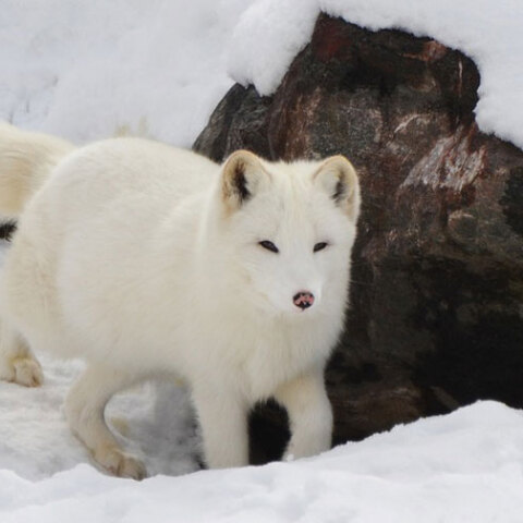 Αρκτική αλεπού 