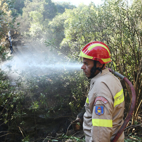 Δασική πυρκαγιά