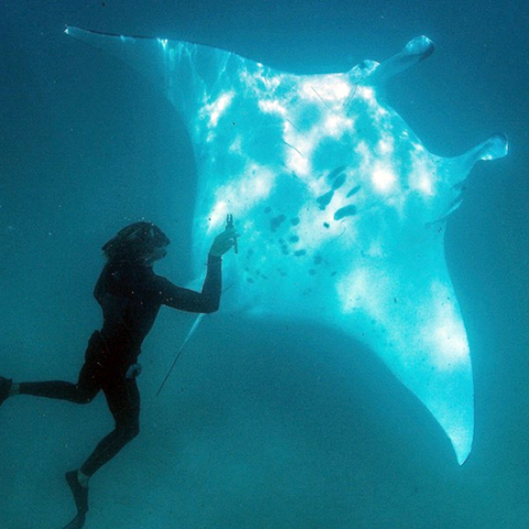 Σαλάχι και δύτης