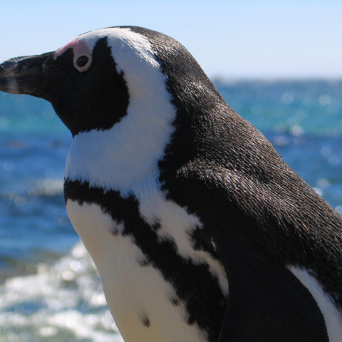 Μπλε πιγκουίνος