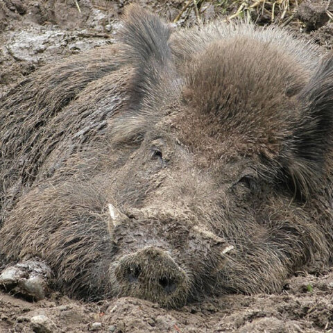 Αγριογούρουνο