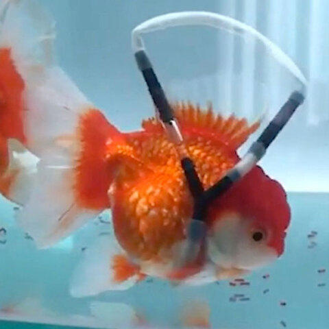 Χρυσόψαρο με το «αναπηρικό αμαξίδιο»