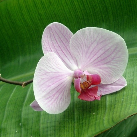 orchid