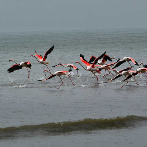 Φλαμίνγκο στον υγροβιότοπο της Νέας Κίου