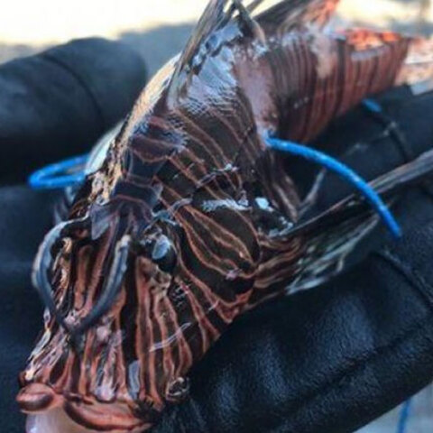 Pterois miles, ευρύτερα γνωστό ως «λεοντόψαρο»