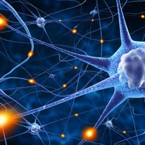 neurons600.jpg