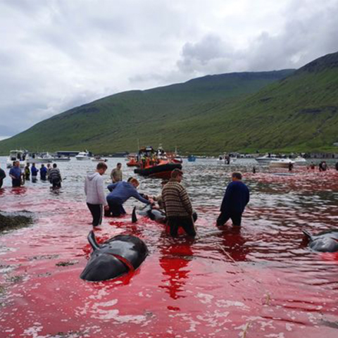 Σφαγή φαλαινών