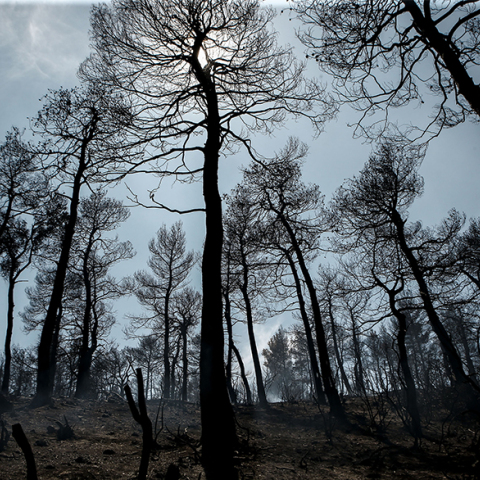 Πυρκαγιά στα Ψαχνά Ευβοίας