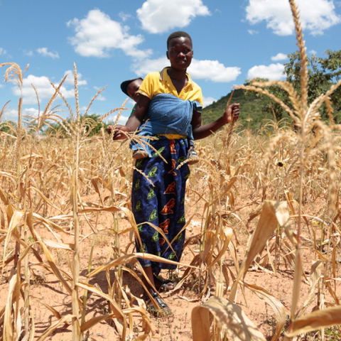 Ζιμπάμπουε