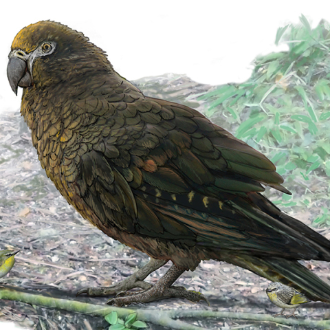 «Ηρακλής ο Απρόσμενος»