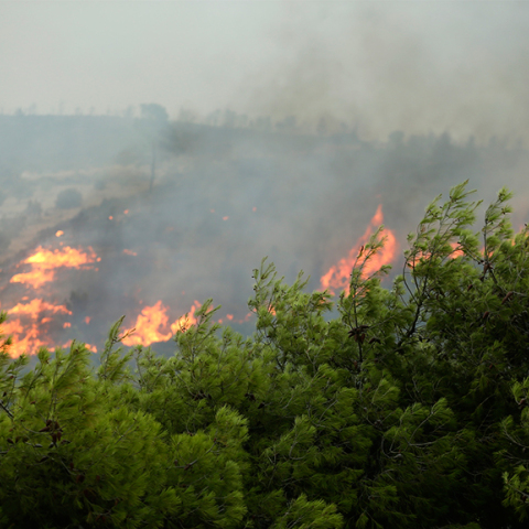 Φωτιά στη Βοιωτία