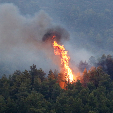 Φωτιά σε δάσος