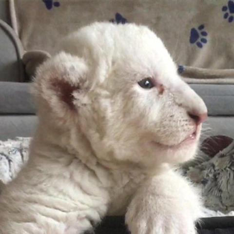 Λευκά λιοντάρια