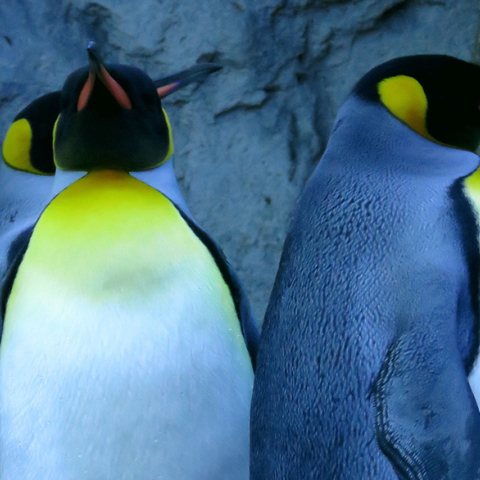 Αυτοκρατορικοί πιγκουίνοι