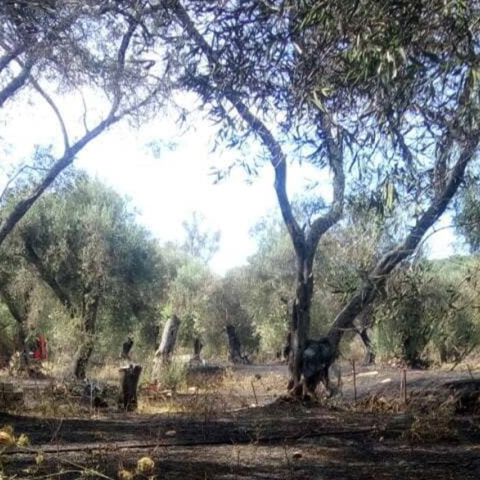 Φωτιά στη νότια Κέρκυρα