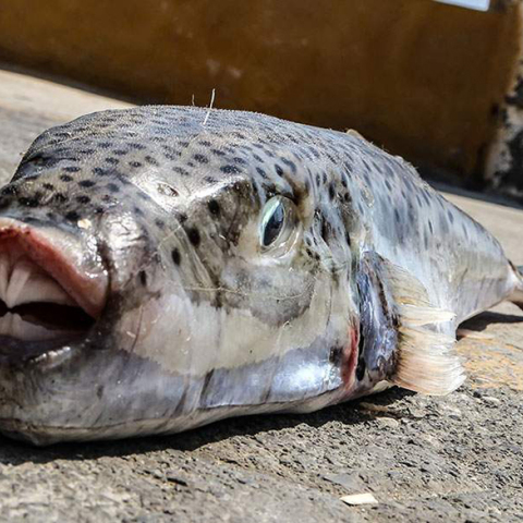 Λαγοκέφαλος