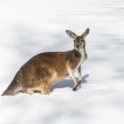 australia-snow-kangaroo-815x500.jpg