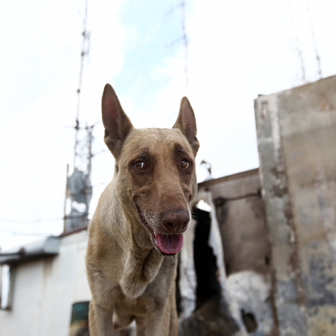 Σκυλίτσα-ηρωίδα του Υμηττού