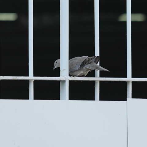 Φυλακές Κορυδαλλού