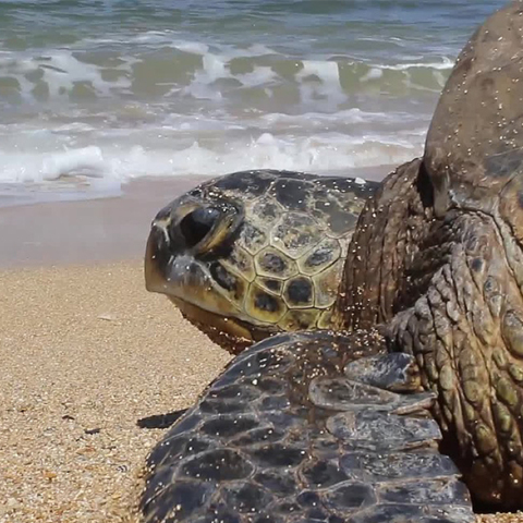 Θαλάσσια χελώνα