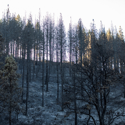 Καμένη δασική έκταση στα Γκραν Κανάρια