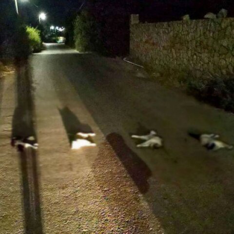 Χανιά: Σκότωσαν γάτες και τις έβαλαν στη μέση του δρόμου