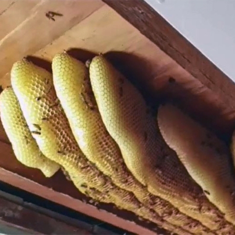 Μέλισσες στο Μπρισμπέιν