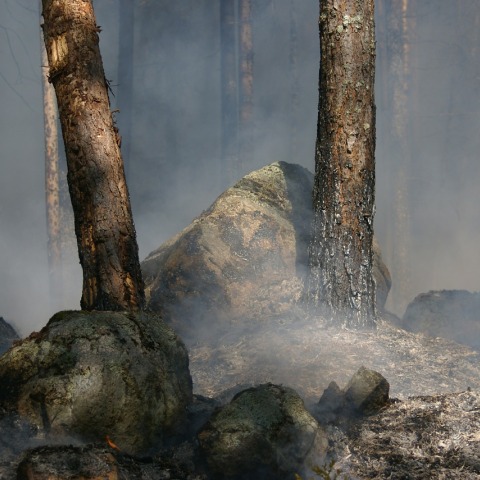 Δασική πυρκαγιά