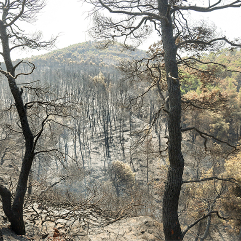 Η οικολογική καταστροφή στα Ψαχνά της Εύβοιας