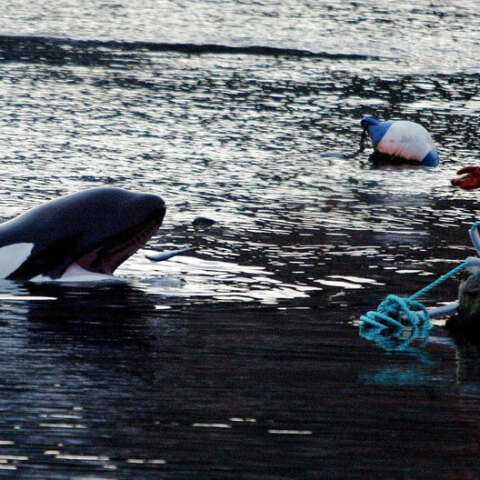 Φάλαινα Όρκα 