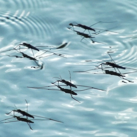 Ιός του Δυτικού Νείλου