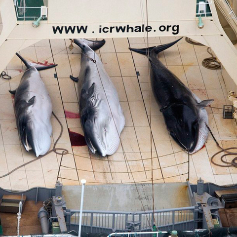 Ιαπωνία, φαλαινοθηρία