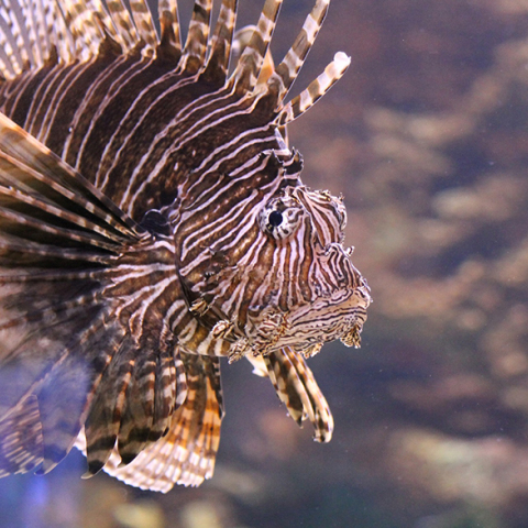 Λεοντόψαρο